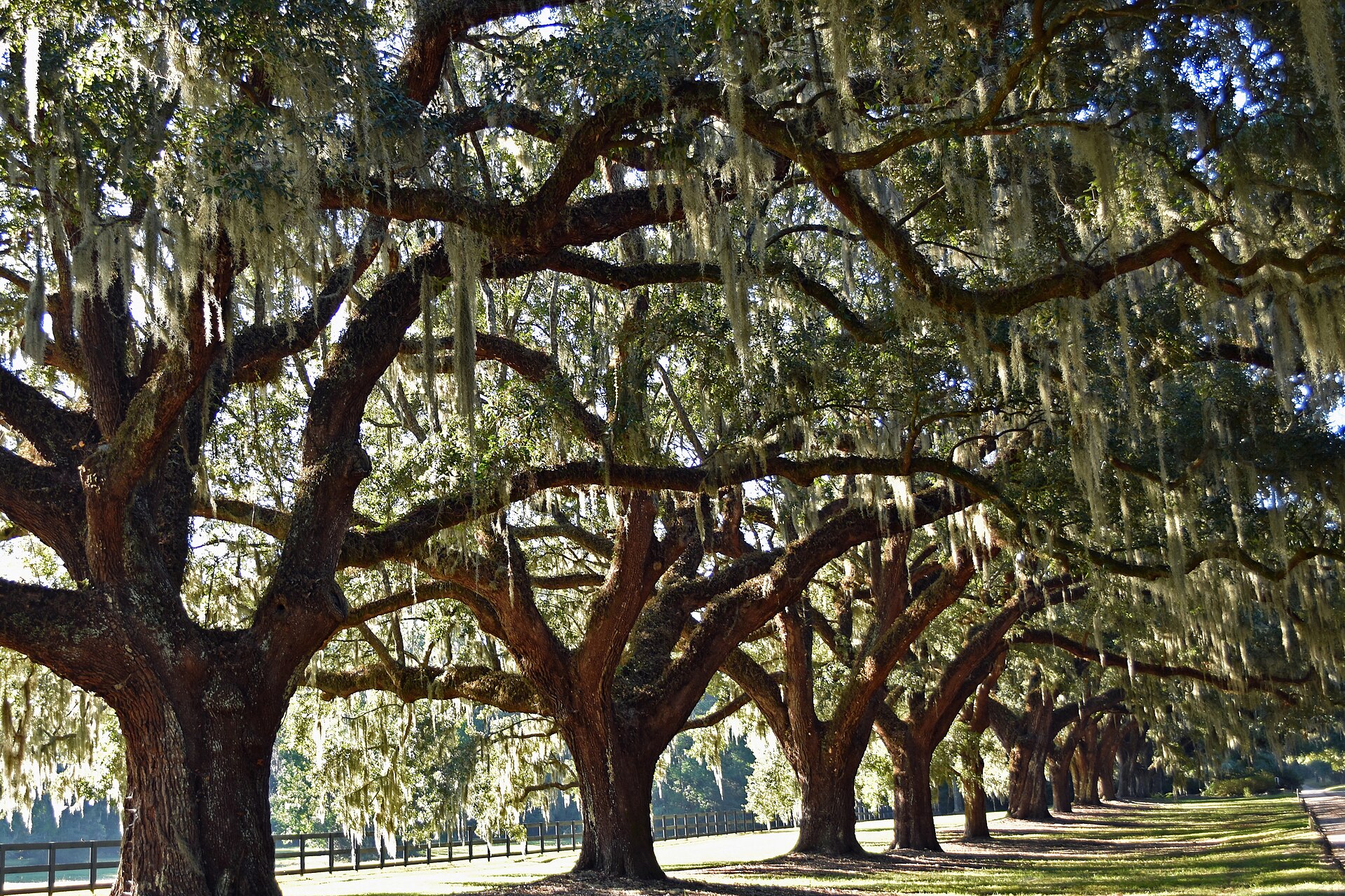 The avenue of live oaks at Boone Hall Plantation, Mount Pleasant